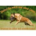 Metall - Warnschild Malinois