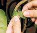 Kitchen & Housewares : Velcro 90594CS 1/2'x30' Plant Tie Velcro