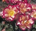 Betty Boop (Rosa Floribunda) - Bare Root Rose