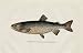 H H Leonard Trout Print - Tahoe Trout