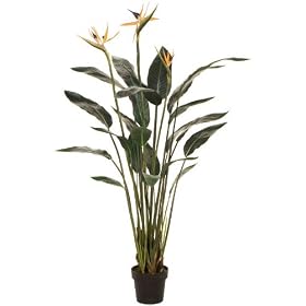 Bird Of Paradise Plant Topiaries Set Of 2, SET OF TWO, GREEN by Home Decorators Collection