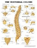 The The Vertebral Column Anatomical Chart