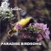 Paradise Birdsong
