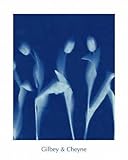 IMAGE OF Tulips, Art Poster by Gilbey & Cheyne