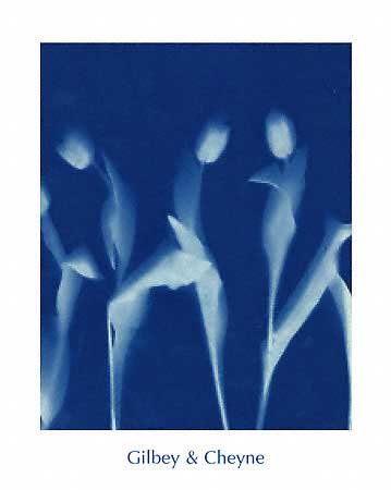 Tulips, Art Poster by Gilbey & Cheyne