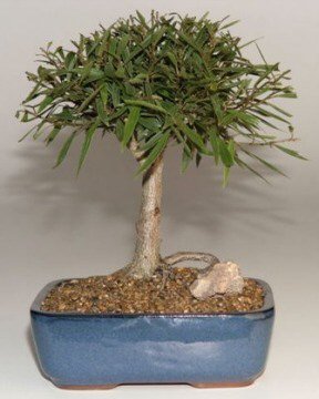 Bonsai Boy's FREE SHIPPING ON THIS TREE Willow Leaf Ficus Bonsai Tree-Medium Ficus Nerifolia Salisafolia