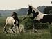 Two Wild Pony Stallions Stomp and Toss Manes in a Status Display Photographic Poster ...