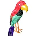 Parrot, Pirate Adult