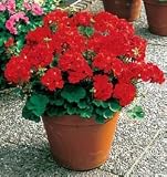 Geranium Seeds - Geranium Elite Red Hybrid