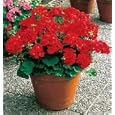 Geranium Seeds - Geranium Elite Red Hybrid