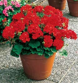 Geranium Seeds - Geranium Elite Red Hybrid