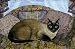 Frankie Siamese , 3x2