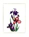 Irises of Spring II by Morgan Kari - 19 3/4 x 15 3/4 inches - Fine Art Print / Poster