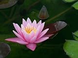 Pink Cape Water Lily 10 Seeds - Nymphaea capensis