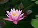 Pink Cape Water Lily 10 Seeds - Nymphaea capensis