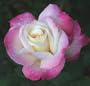 1 - Potted Rose - Double Delight