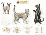 Feline Skeletal System