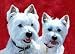 Westie Art Print on Canvas