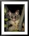 Common Brushtail Possum (Trichosurus Vulpecula), Pebbly Beach, Marramarang National Park, Australia Collections Framed Art Poster Print by Thorsten Milse, 25x31