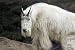 Wallmonkeys Peel and Stick Wall Decals - Mountain Goat - Removable Graphic