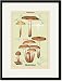 Black Framed/Matted Print 17x23, Edible Fungi: Honey-Colored Armillaria