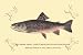 Art Poster, The Brook Trout (Showing Subdued or Early Summer Coloration) - 27.5 x 18.75
