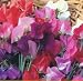 Supersnoop Sweet Pea 20 Seeds