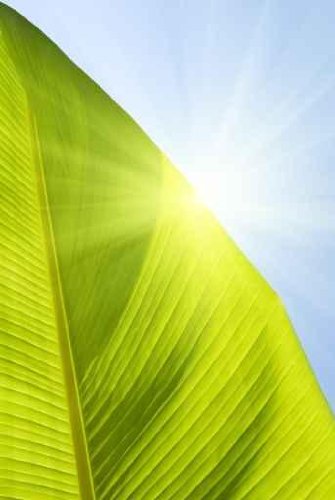 Crop of Leaf Banana Palm - 18