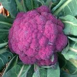 CAULIFLOWER - VIOLETTA OF SICILY - 20 seeds