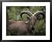 The Impressive Curled Horns of a Barbary Sheep, Also Known as Mouflon, Australia Animals Framed Art Poster Print by Jason Edwards, 31x25