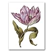 genus Tulipa 11 - 5" x 7" Museum Quality Greeting Card
