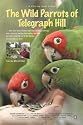 Wild Parrots of Telegraph Hill DVD