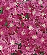 Dianthus - Bouquet Purple (1 pkt. 25 seeds)