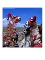 Llamas in Full Dress from the Alto Plano (High Plain) Region, Puno, Peru Animals Photographic Poster Print by Wes Walker, 12x16
