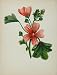 1898 Botanical Print Common Mallow Malva Sylvestris - Original Print