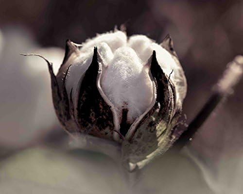 Cotton Boll Fine Art Photograph