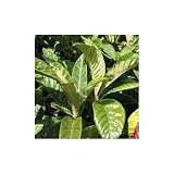 Athelas Plants Eriobotrya Japonica Size: 0.6M Shrub