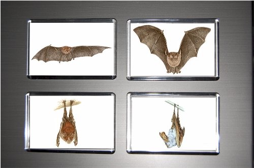 Gift Boxed Set of 4 Fridge Magnets Bat 10