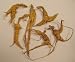 Wild New York Ginseng 4 oz.