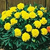 Marigold Seeds - Marigold Janie Yellow