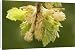 Canvas Prints of Beech, male flowers and young leaves from Ardea Wildlife Pets