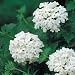 Verbena - White - 1000 Seeds