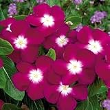 Vinca Seeds - Vinca Pacifica Burgundy Halo