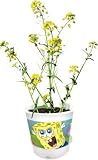 SpongeBob's Silly Sprouts Super Fast Rocket Plant Nickelodeon Terrarium Kit