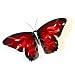 Colorful Copper Butterfly Indoor/Outdoor Wall Sculpture in Red