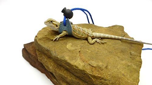 Ogle Lizard Leash, Limited Edition Turquoise Web (small size)