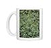 Photo Mugs of Bog sage (Salvia uliginosa) from Science Photo Library