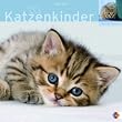 Katzenkinder, Brosch�renkalender 2009