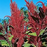 Organic Burgundy Amaranth - 100 Seeds - Amaranthus