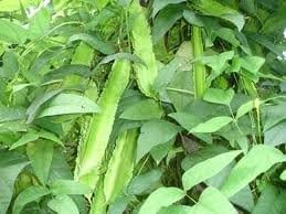 20 SEEDS THAI WING BEAN VEGETABLE SEEDS